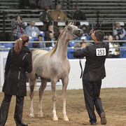 2012 Scottsdale Show Photos | Kidder Equine