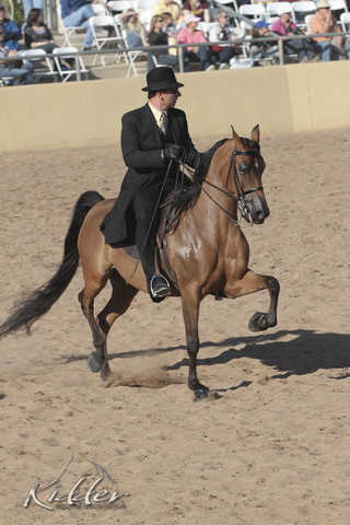 2012 Scottsdale Show Photos | Kidder Equine