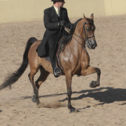 2012 Scottsdale Show Photos | Kidder Equine