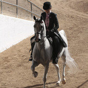 2012 Scottsdale Show Photos | Kidder Equine