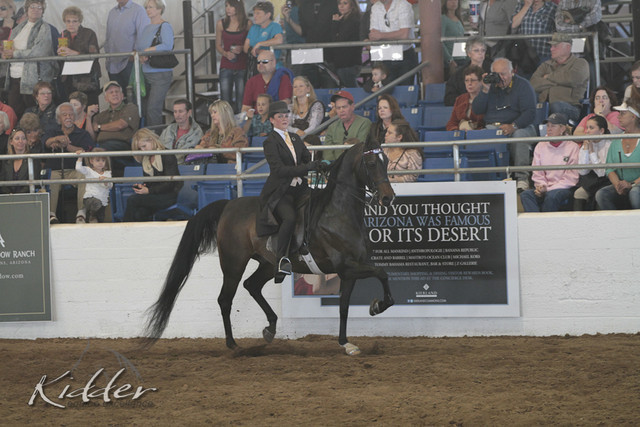 2012 Scottsdale Show Photos | Kidder Equine