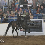2012 Scottsdale Show Photos | Kidder Equine