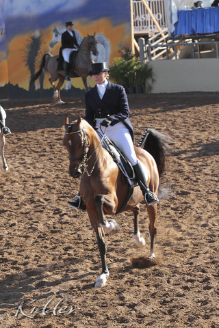 2012 Scottsdale Show Photos | Kidder Equine