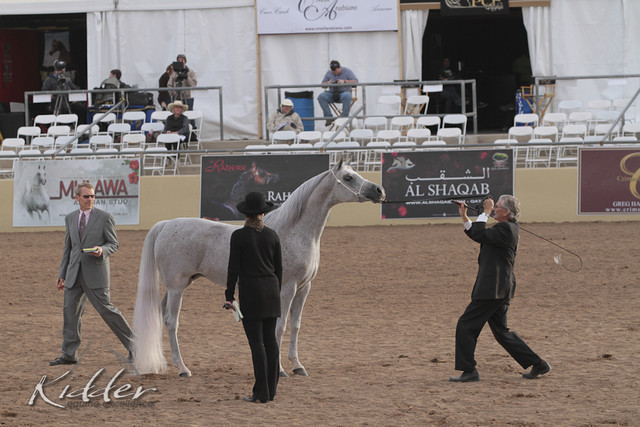 2012 Scottsdale Show Photos | Kidder Equine