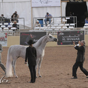 2012 Scottsdale Show Photos | Kidder Equine