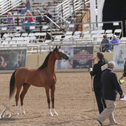 2012 Scottsdale Show Photos | Kidder Equine