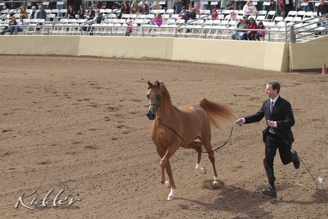 2012 Scottsdale Show Photos | Kidder Equine