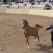 2012 Scottsdale Show Photos | Kidder Equine