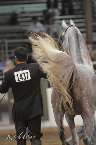 2012 Scottsdale Show Photos | Kidder Equine