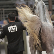 2012 Scottsdale Show Photos | Kidder Equine