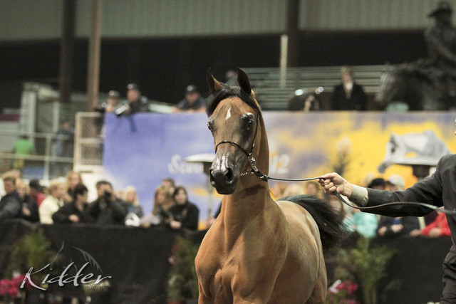 2012 Scottsdale Show Photos | Kidder Equine