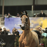 2012 Scottsdale Show Photos | Kidder Equine