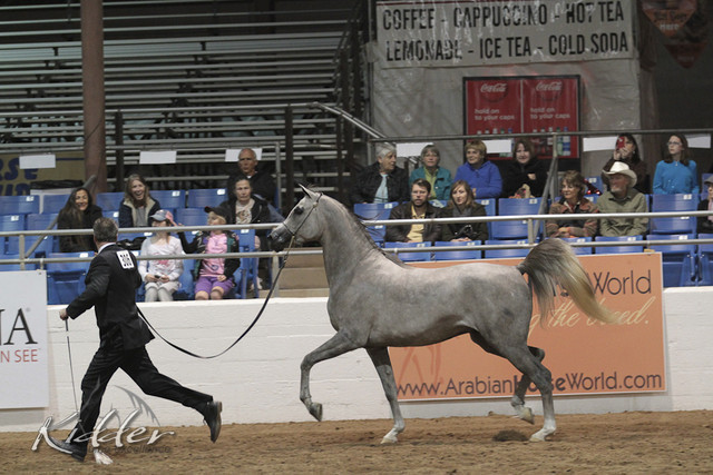 2012 Scottsdale Show Photos | Kidder Equine