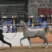 2012 Scottsdale Show Photos | Kidder Equine