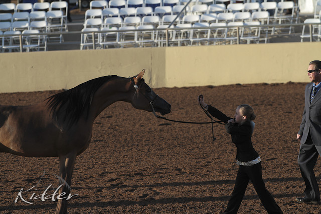 2012 Scottsdale Show Photos | Kidder Equine