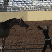 2012 Scottsdale Show Photos | Kidder Equine