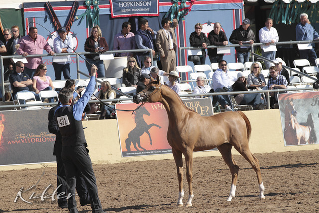 2012 Scottsdale Show Photos | Kidder Equine