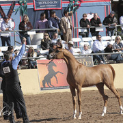 2012 Scottsdale Show Photos | Kidder Equine