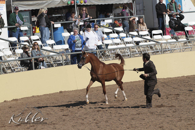 2012 Scottsdale Show Photos | Kidder Equine
