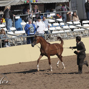 2012 Scottsdale Show Photos | Kidder Equine