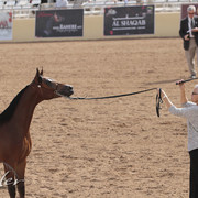 2012 Scottsdale Show Photos | Kidder Equine