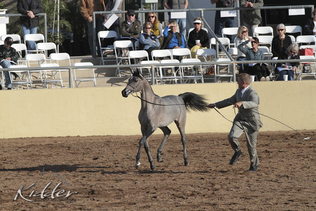 2012 Scottsdale Show Photos | Kidder Equine