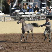 2012 Scottsdale Show Photos | Kidder Equine