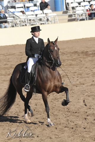 2012 Scottsdale Show Photos | Kidder Equine