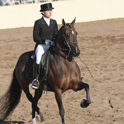 2012 Scottsdale Show Photos | Kidder Equine