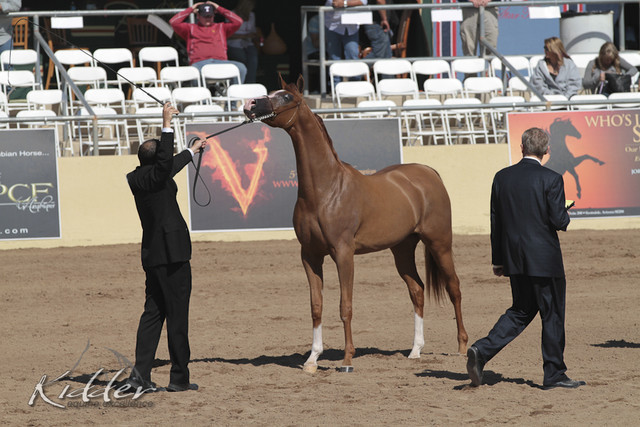 2012 Scottsdale Show Photos | Kidder Equine
