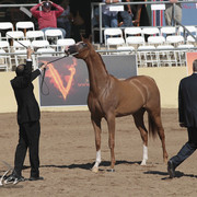 2012 Scottsdale Show Photos | Kidder Equine