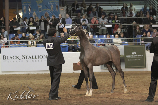2012 Scottsdale Show Photos | Kidder Equine
