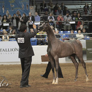 2012 Scottsdale Show Photos | Kidder Equine