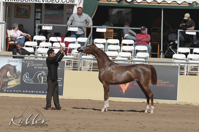 2012 Scottsdale Show Photos | Kidder Equine