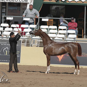 2012 Scottsdale Show Photos | Kidder Equine
