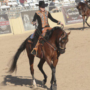 2012 Scottsdale Show Photos | Kidder Equine
