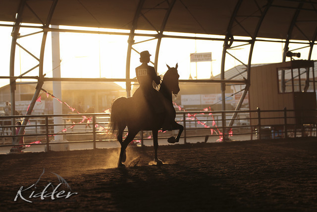 2012 Scottsdale Show Photos | Kidder Equine