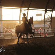 2012 Scottsdale Show Photos | Kidder Equine