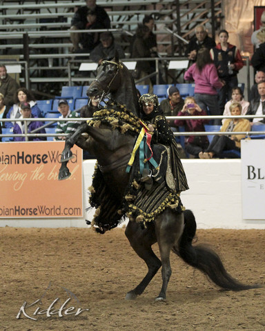 2012 Scottsdale Show Photos | Kidder Equine