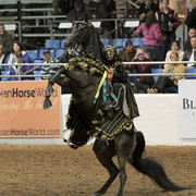 2012 Scottsdale Show Photos | Kidder Equine