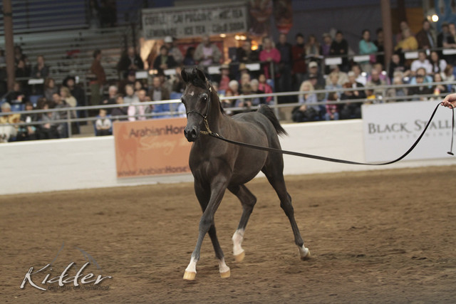 2012 Scottsdale Show Photos | Kidder Equine