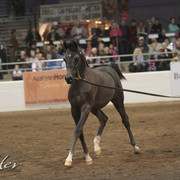 2012 Scottsdale Show Photos | Kidder Equine