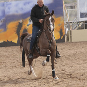 2012 Scottsdale Show Photos | Kidder Equine