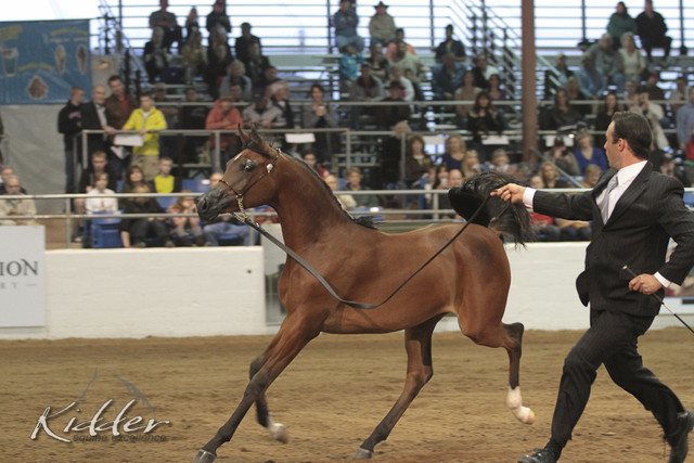 2012 Scottsdale Show Photos | Kidder Equine