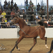 2012 Scottsdale Show Photos | Kidder Equine