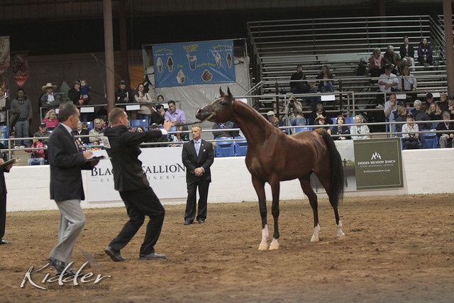 2012 Scottsdale Show Photos | Kidder Equine