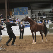 2012 Scottsdale Show Photos | Kidder Equine