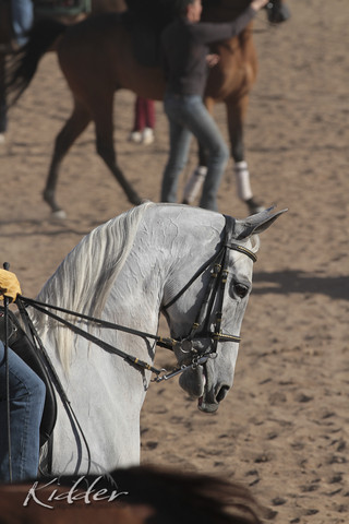 2012 Scottsdale Show Photos | Kidder Equine