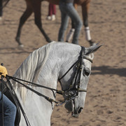 2012 Scottsdale Show Photos | Kidder Equine
