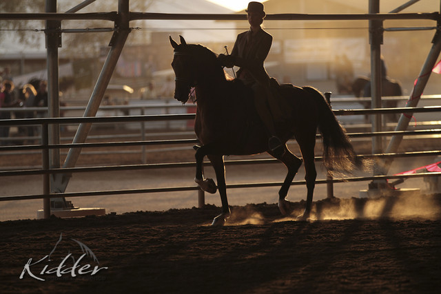 2012 Scottsdale Show Photos | Kidder Equine